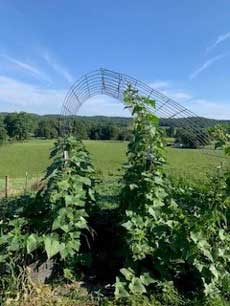 Home Garden Arbor