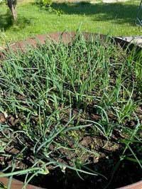 Outdoor Gardening